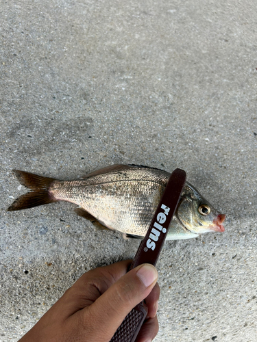 ウミタナゴの釣果