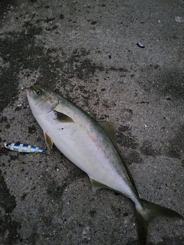 イナダの釣果