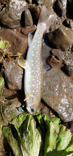 アメマスの釣果