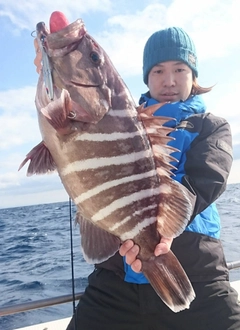 マハタの釣果