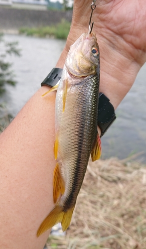 カワムツの釣果