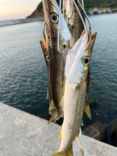 カマスの釣果