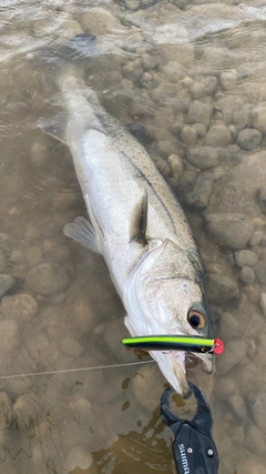 シーバスの釣果