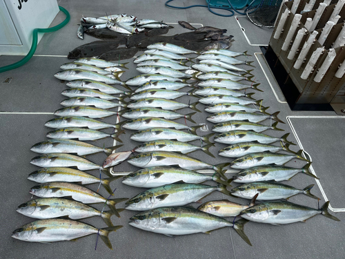 イナダの釣果