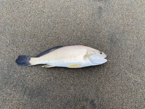 シロギスの釣果