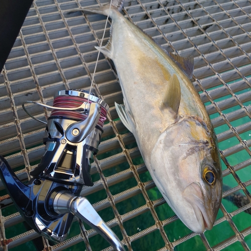 カンパチの釣果