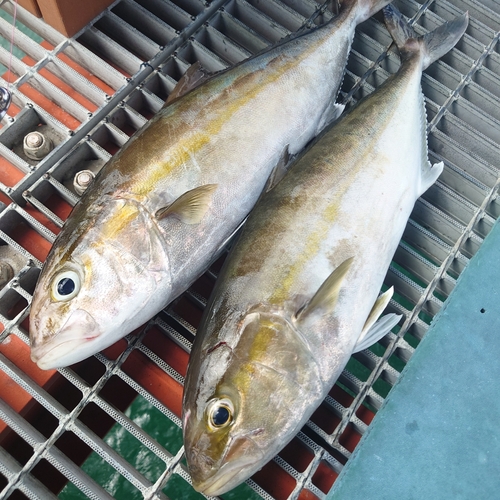 カンパチの釣果