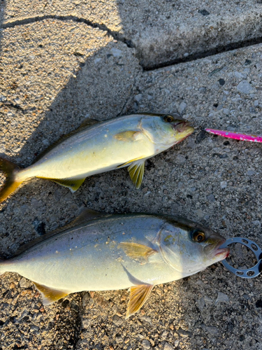 ショゴの釣果