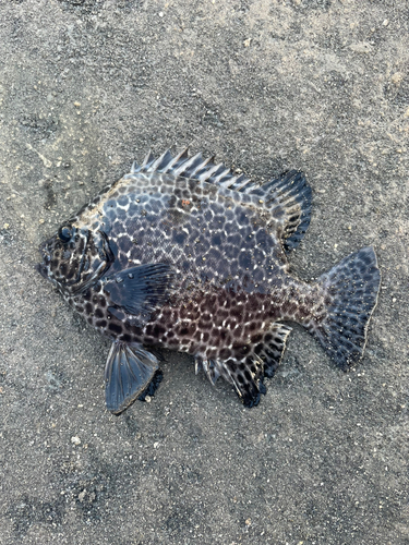 イシガキダイの釣果