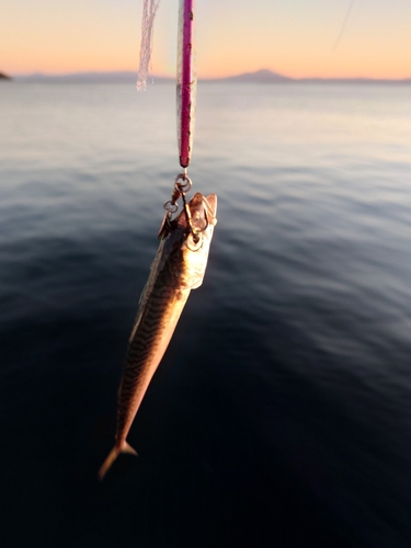 サバの釣果