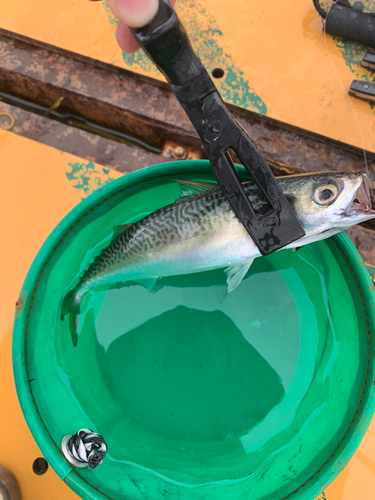 サバの釣果