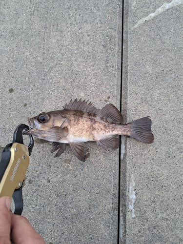 メバルの釣果