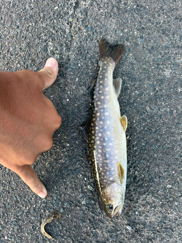 アメマスの釣果