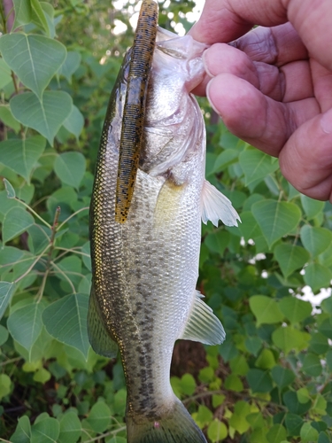 ラージマウスバスの釣果