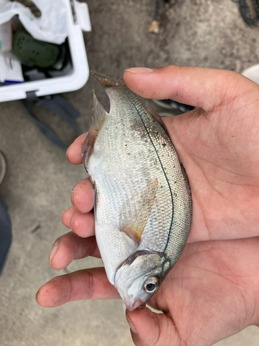 ウミタナゴの釣果