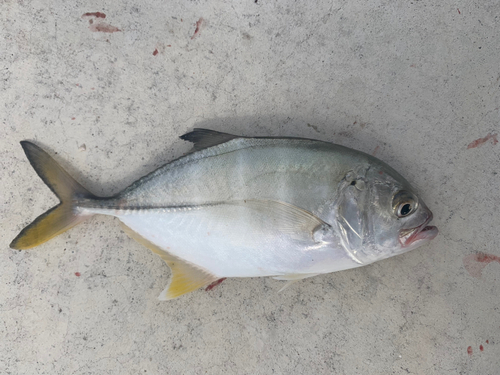 メッキの釣果