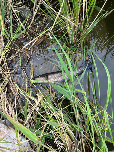 カムルチーの釣果