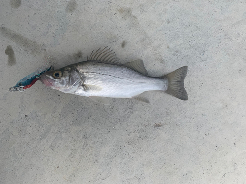 セイゴ（マルスズキ）の釣果