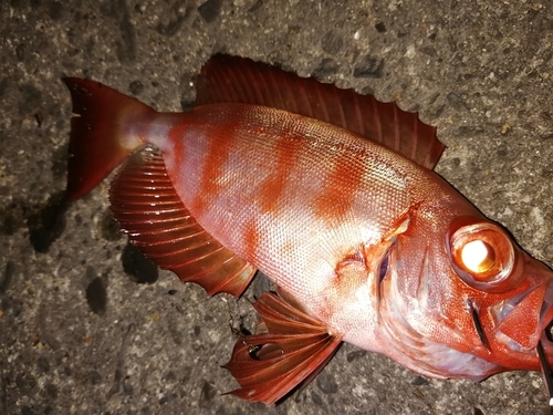 キントキダイの釣果