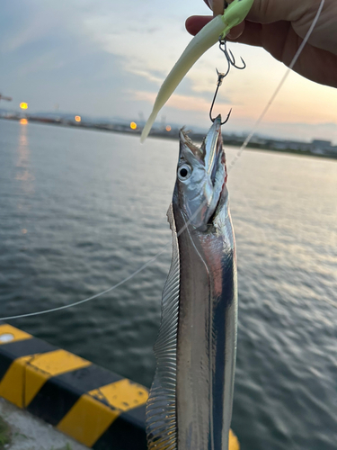 タチウオの釣果