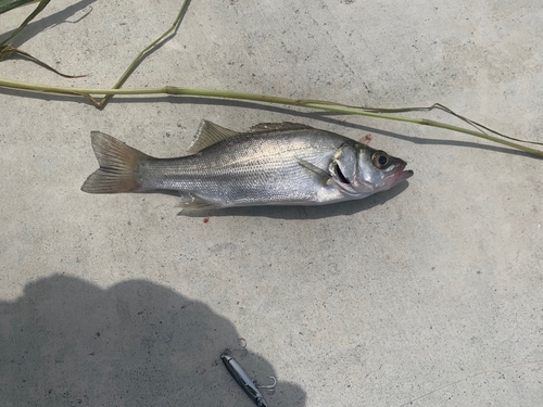 セイゴ（マルスズキ）の釣果