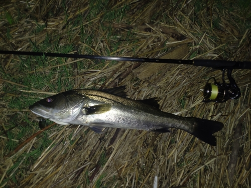 マルスズキの釣果