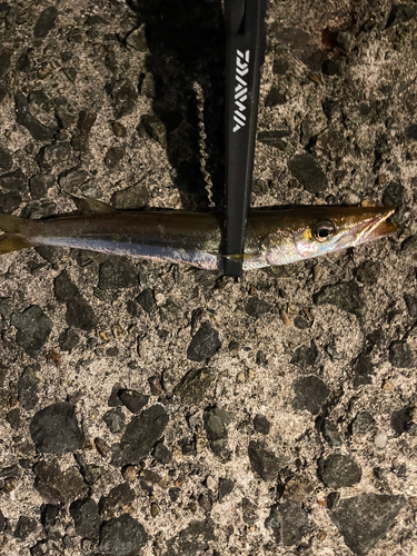 カマスの釣果