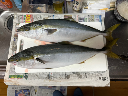 ハマチの釣果