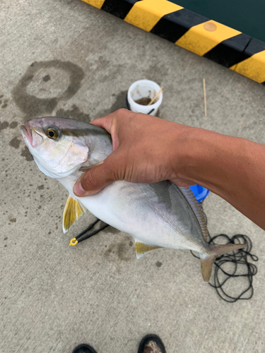 ショゴの釣果