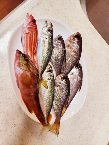 ミナミハタンポの釣果