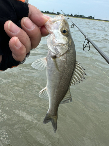 キビレの釣果