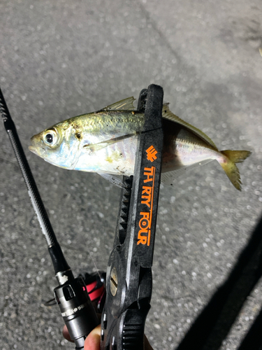 マアジの釣果