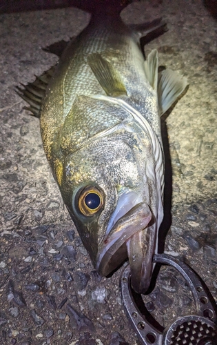 シーバスの釣果