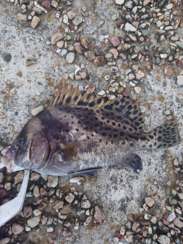 チヌの釣果