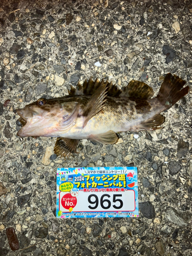 タケノコメバルの釣果