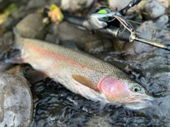 ニジマスの釣果