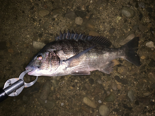 クロダイの釣果