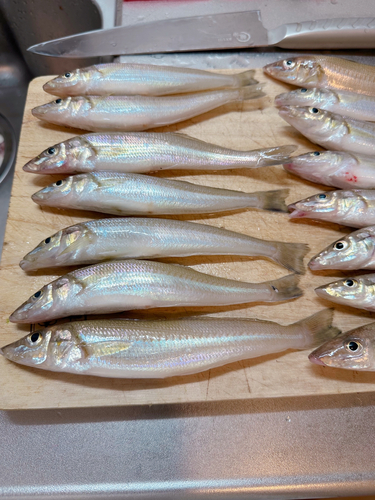 キスの釣果