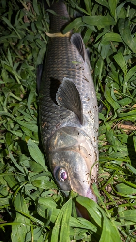 ニゴイの釣果