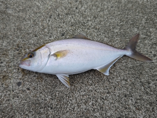 ショゴの釣果