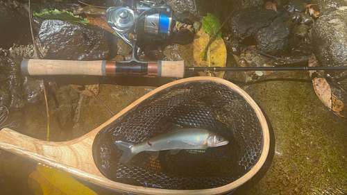 アユの釣果