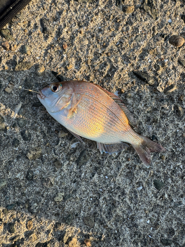 マダイの釣果