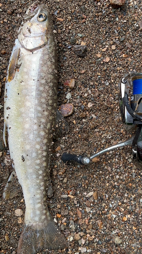 アメマスの釣果