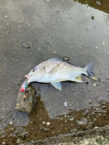 キビレの釣果