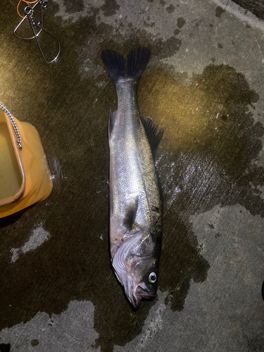 シーバスの釣果