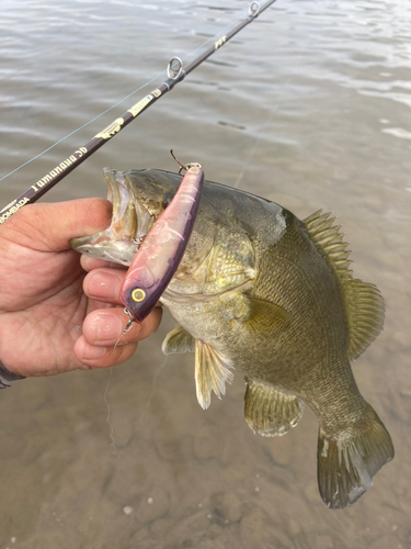 スモールマウスバスの釣果