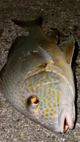 コロダイの釣果