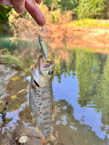 ヤマメの釣果