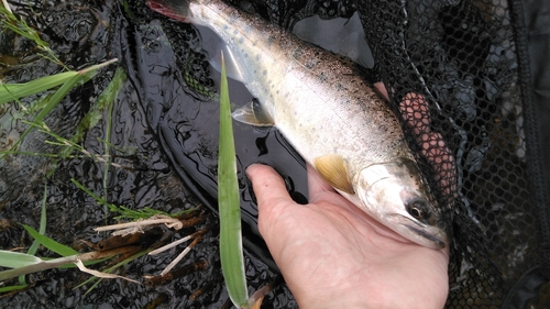 ヤマメの釣果