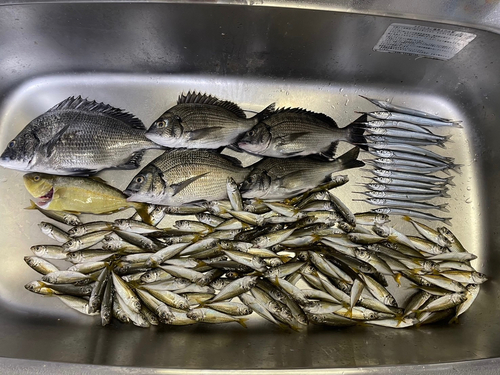 クロダイの釣果